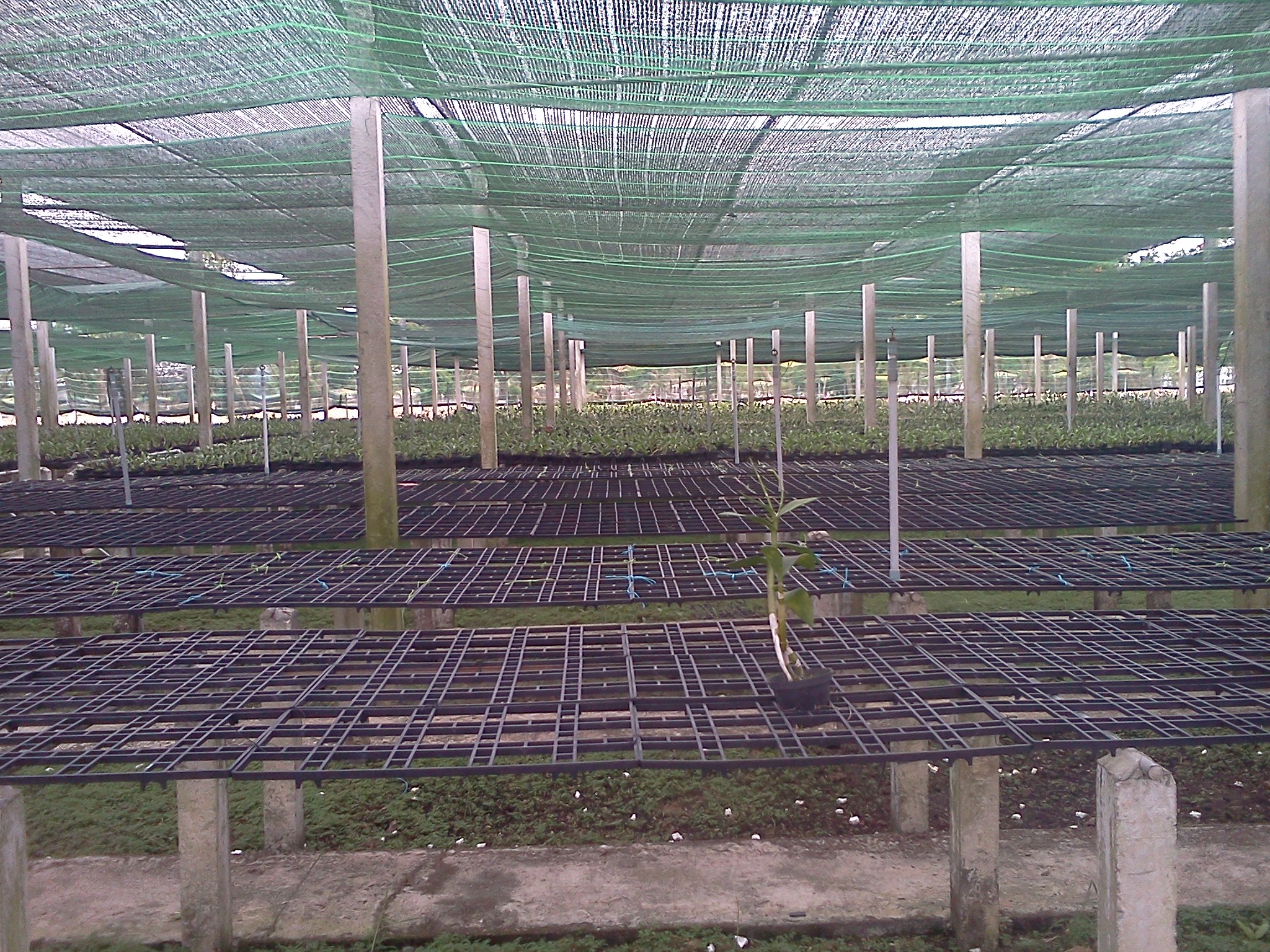 Trại trồng Phong lan